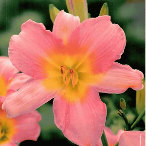 Liliowiec Catherine Woodberry 1 szt.