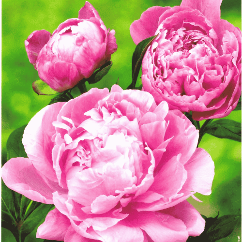 Piwonia 'Dr. Alex Flamming' - karpy piwonii - 1 szt.