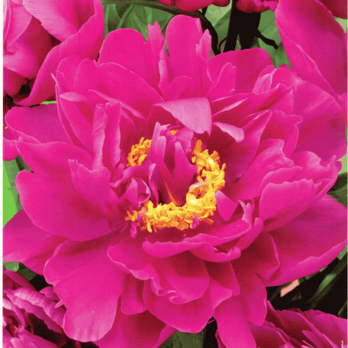 Piwonia 'Karl Rosenfield' - karpa piwonii - 1 szt.