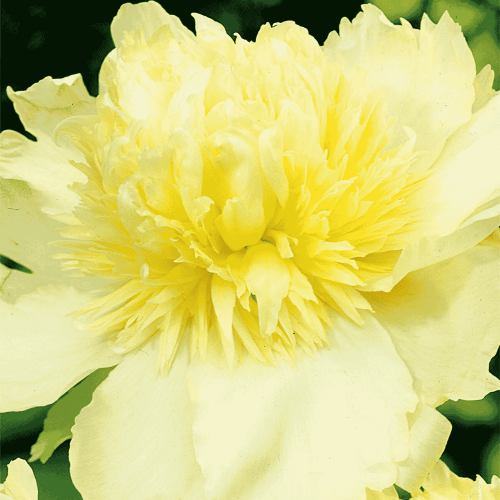 Piwonia 'Prima Vera' - karpa, cebule piwonii - 1 szt.