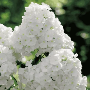 Płomyk/floks wiechowaty biały 1 szt.