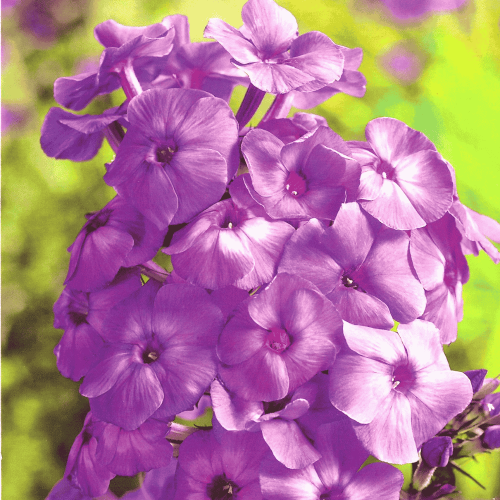 Płomyk/floks wiechowaty fioletowy 1 szt.