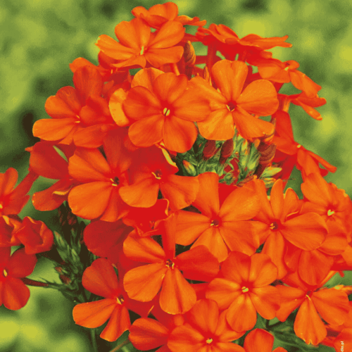 Płomyk/floks wiechowaty pomarańczowy 1 szt.