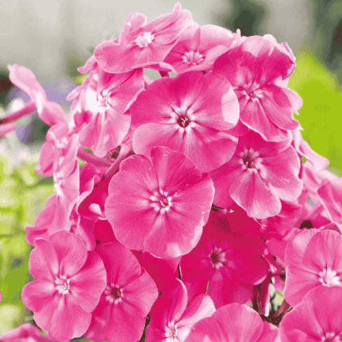 Płomyk/floks wiechowaty różowy - cebulka - 1 szt.