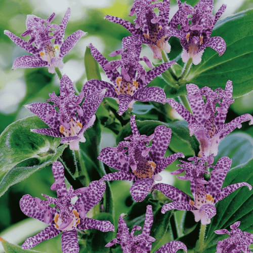 Trójsklepka owłosiona 1 szt.