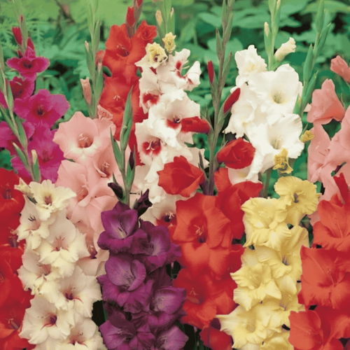 Mieczyk mix - cebulki kwiatowe - 5 szt.