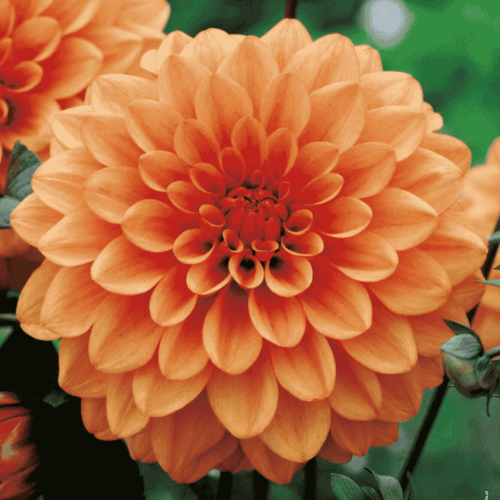 Dalia dekoracyjna pomarańczowa 1 szt.