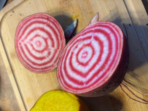 chioggia.JPG