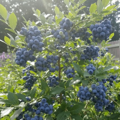sadzonka-borowki