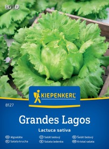 Sałata krucha (lodowa) 'Grandes Lakos' - nasiona Kiepenkerl
