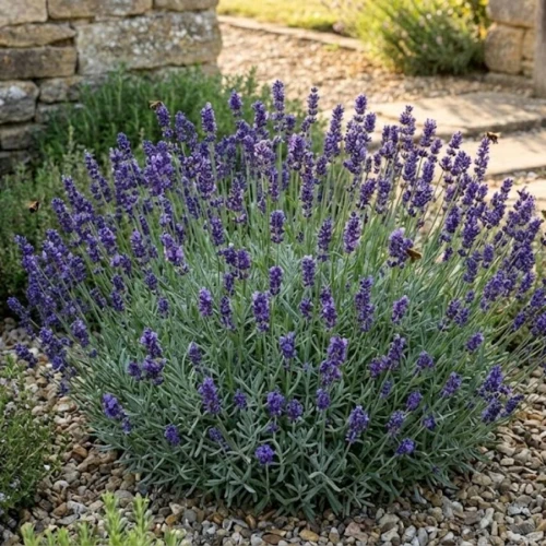 Lawenda Wąskolistna Hidcote (Lavandula Angustifolia Hidcote)