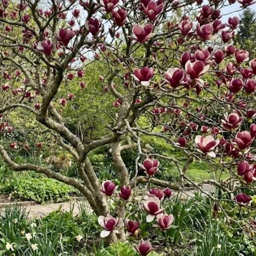 Magnolia 'Lennei' (Magnolia Soulangeana Lennei) - sadzonka magnolii