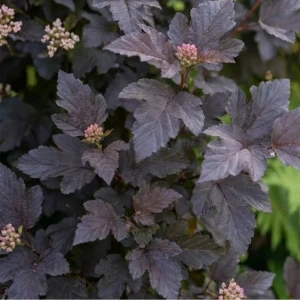 Pęcherznica kalinolistna 'Diabolo' (Physocarpus Opulifolius Diabolo)