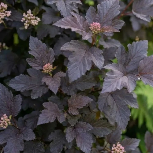 sadzonka-pecherznicy