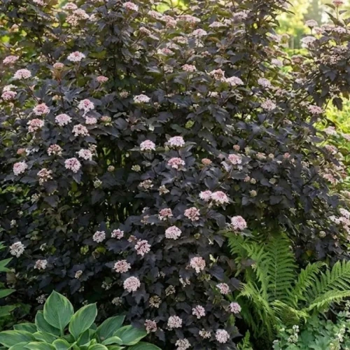 sadzonka-pecherznicy