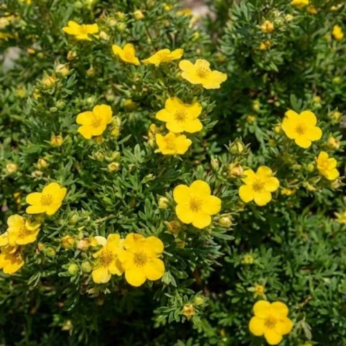 Pięciornik krzewiasty 'Golfinger '(Potentilla Fruticosa Goldfinger) - sadzonka pięciornika