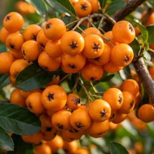 Ognik Szkarłatny Orange Glow (Pyracantha Orange Glow) - sadzonka ognika