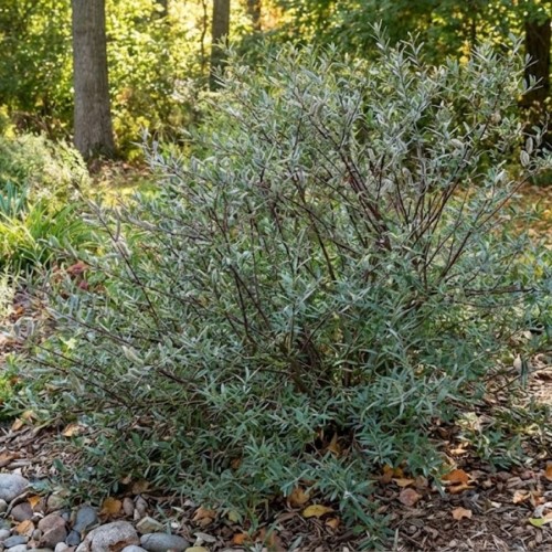 Wierzba purpurowa 'Nana' (Salix Purpurea Nana) - sadzonka wierzby purpurowej