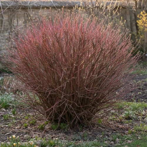 sadzonka-wierzby