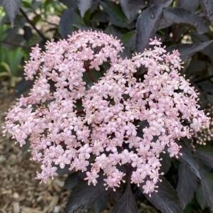 Bez czarny 'Black Beauty' (Sambucus Nigra Black Beauty) - sadzonka bzu