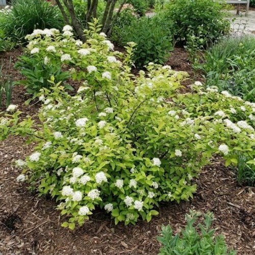 tawula-japonska-albiflora