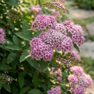 Tawuła Japońska 'Little Princess' (Spiraea Japonica Little Princess)