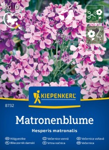 Wieczornik damski 'Matronenblume' - nasiona Kiepenkerl