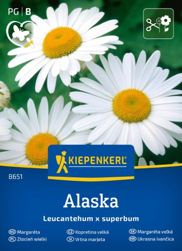 Złocień wielki 'Alaska' - nasiona kwiatów Kiepenkerl