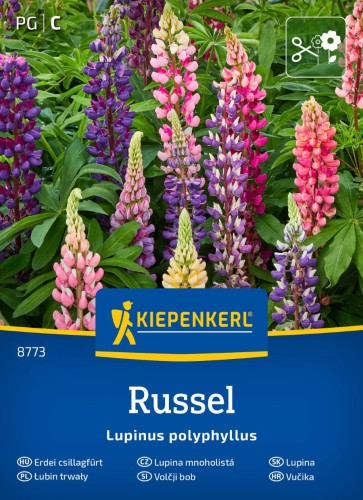 Łubin - kwiaty cięte, na rabatę