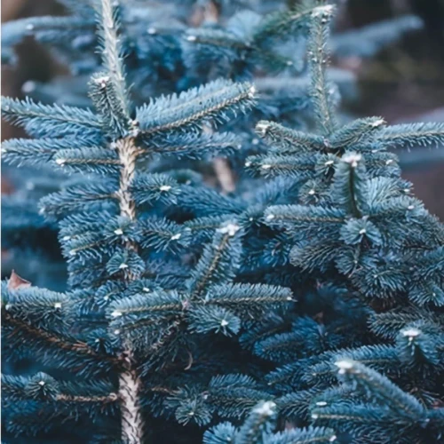 Świerk srebrny kłujący 'Misty Blue' - Sadzonka 25-30 cm