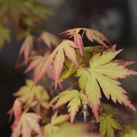 Klon palmowy 'Orange Dream' (Acer Palmatum Orange Dream) - sadzonka klonu palmowego