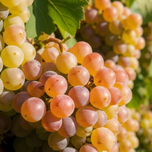 Winorośl 'Aurora' - sadzonka winorośli