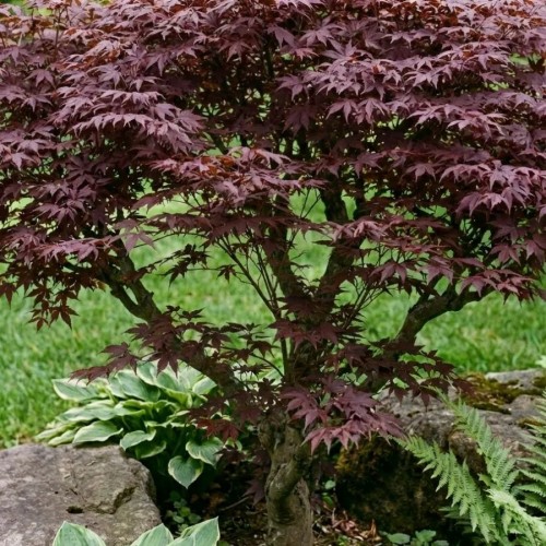 Klon palmowy 'Atropurpureum' (Acer Palmatum Atropurpureum) - sadzonka klonu palmowego