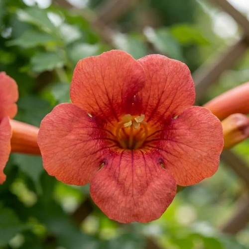 Milin amerykański 'Flamenco' (Campsis radiacans Flamenco) - sadzonka milinu