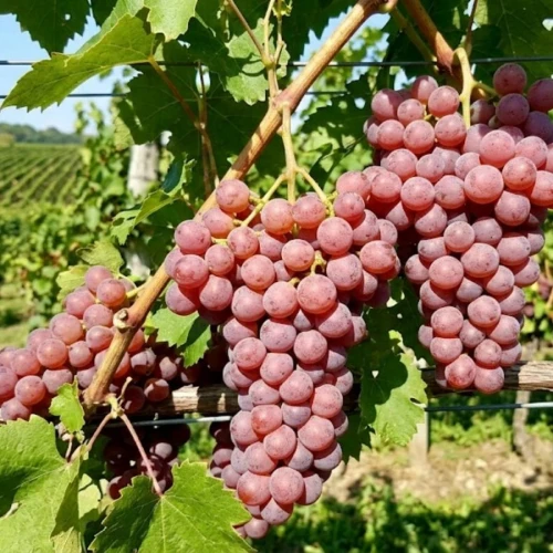 Winorośl Canadice (Vitis Canadice)