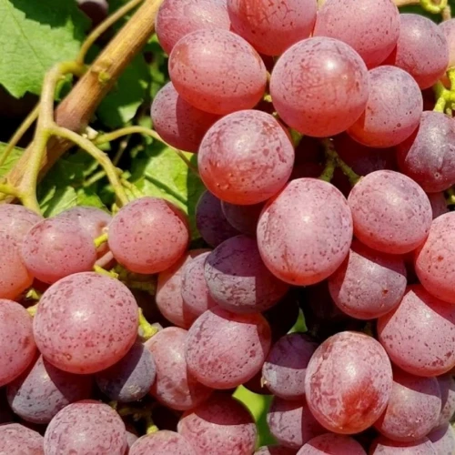17549
