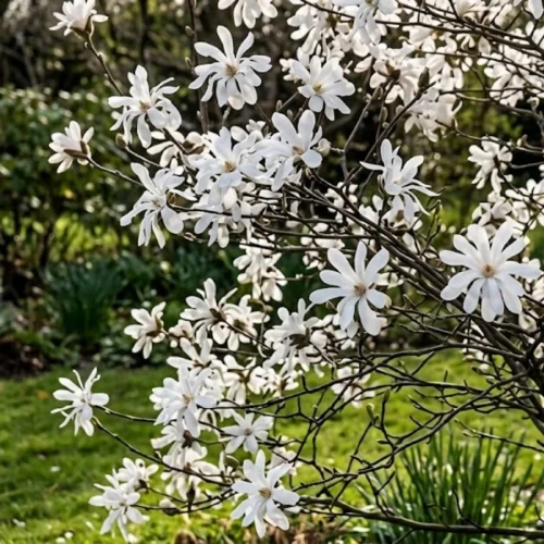 sadzonka-magnolii