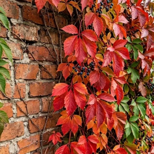 Winobluszcz Pięciolistkowy (Parthenocissus quinquefolia)