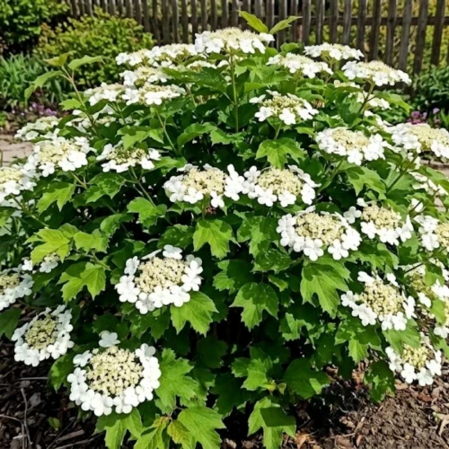 kalina-koralowa