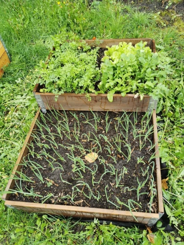 grządka_mała i duza.jpg