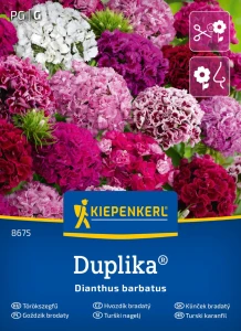 Goździk brodaty mieszanka kolorów