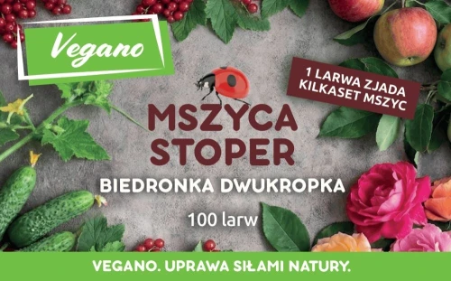larwy-biedronki-na-mszyce