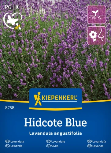 00008758-000-00_VS_Lavendel Hidcote Blue Strain_4000159087583.jpg