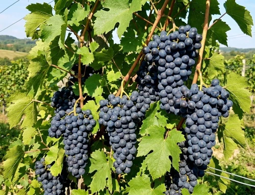 winorośl-sadzonka