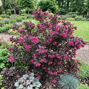 Krzewuszka Alexandra (Weigela florida Alexandra)