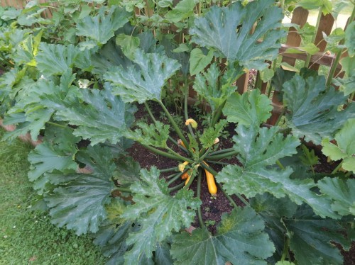 cukinia żółta nasiona.JPG