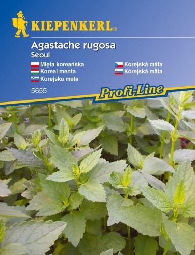 mięta koreańska.jpg