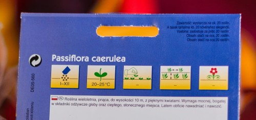 passiflora.JPG