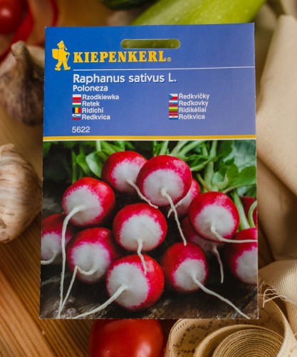 rzodkiewka nasiona.JPG