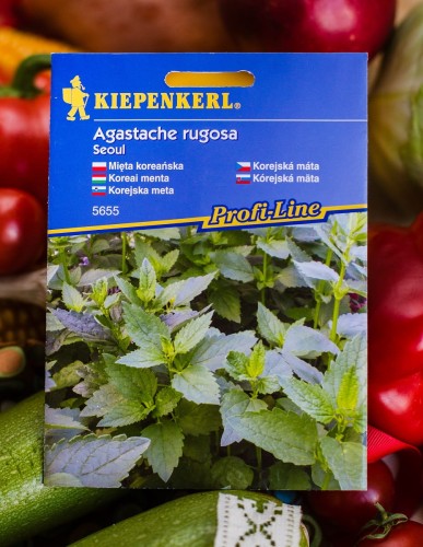 mięta koreańska.JPG